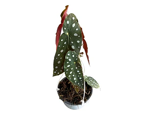 Begonia Ala Alita De Angel Planta 