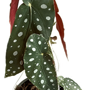 Begonia Ala Alita De Angel Planta 