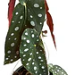 Begonia Ala Alita De Angel Planta  - Miniatura 1