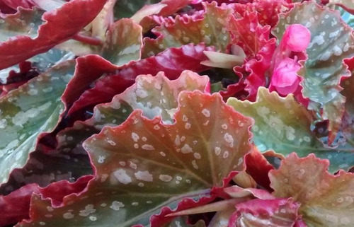 Begonia Ala Alita De Angel Planta  2