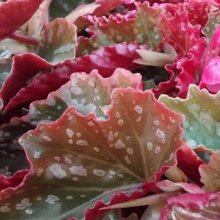 Begonia Ala Alita De Angel Planta  2