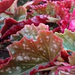 Begonia Ala Alita De Angel Planta  - Miniatura 2