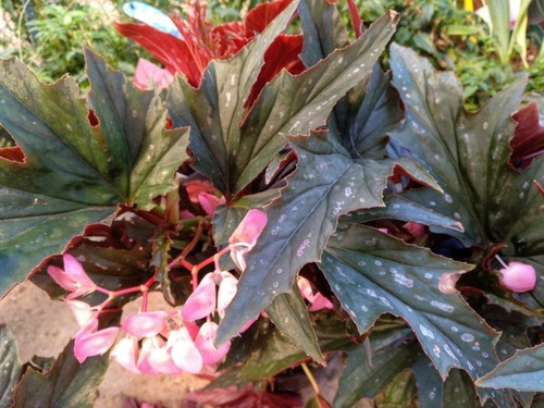 Begonia Ala Alita De Angel Planta  3