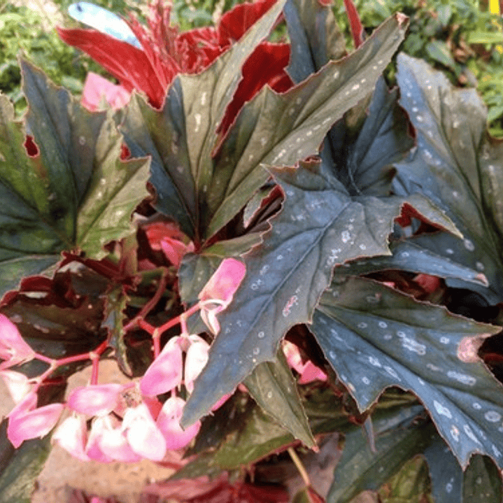 Begonia Ala Alita De Angel Planta  3