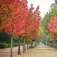 Liquidambar Xl Árbol De 2,50 Metros Planta Ornamental  - Miniatura 1