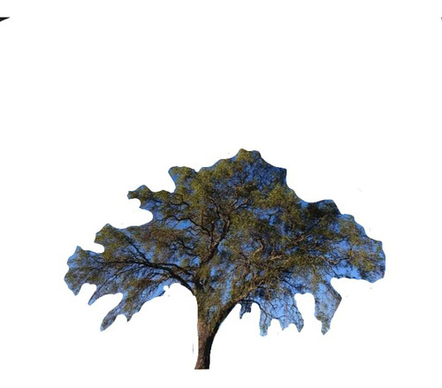 Quebracho Árbol Arbusto Nativo Flor Ornamental 1