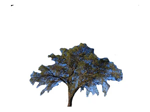 Quebracho Árbol Arbusto Nativo Flor Ornamental
