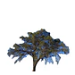 Quebracho Árbol Arbusto Nativo Flor Ornamental - Miniatura 1