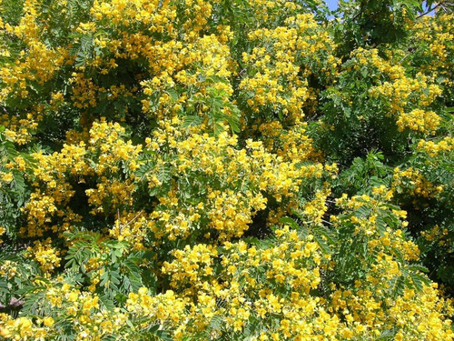 Quebracho Árbol Arbusto Nativo Flor Ornamental 2