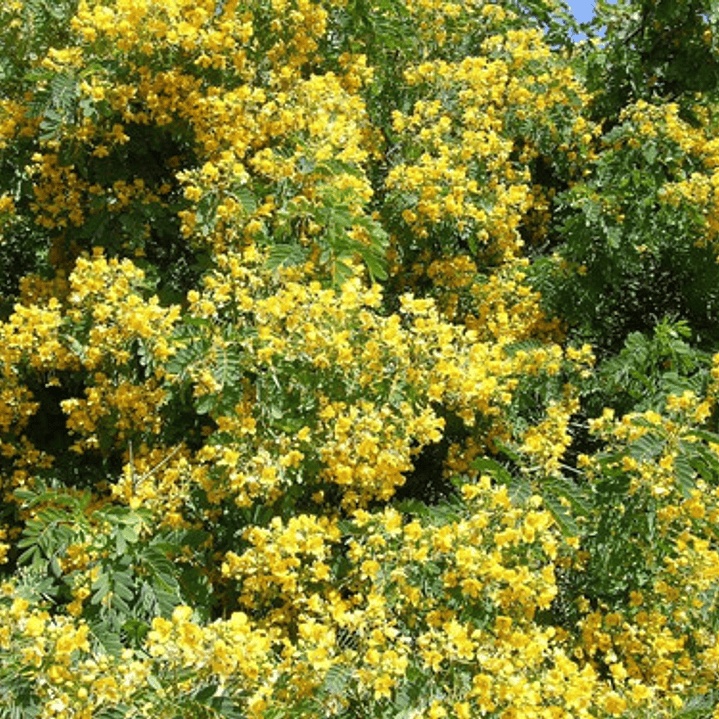 Quebracho Árbol Arbusto Nativo Flor Ornamental 2