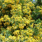 Quebracho Árbol Arbusto Nativo Flor Ornamental - Miniatura 2