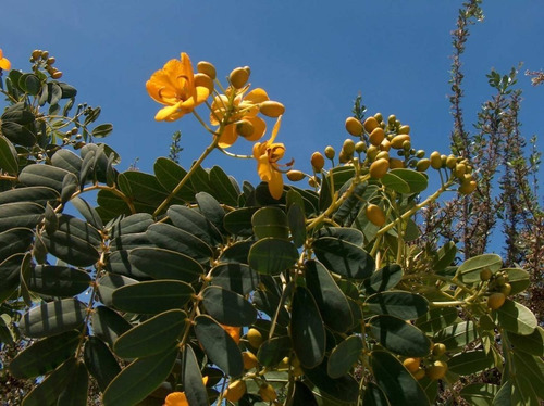 Quebracho Árbol Arbusto Nativo Flor Ornamental 3