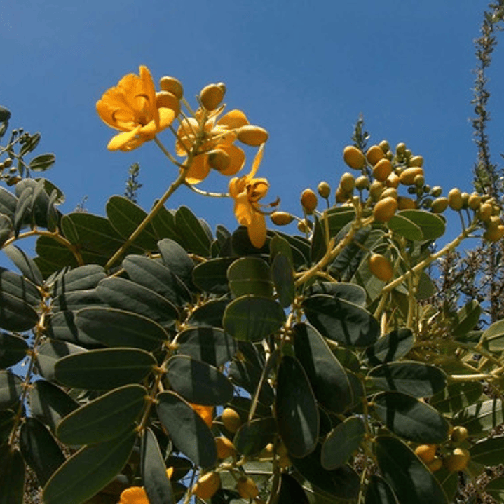 Quebracho Árbol Arbusto Nativo Flor Ornamental 3