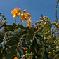 Quebracho Árbol Arbusto Nativo Flor Ornamental - Miniatura 3
