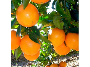Naranjo Lane Late Con Frutos Árbol Frutal Injertado