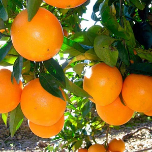 Naranjo Lane Late Con Frutos Árbol Frutal Injertado