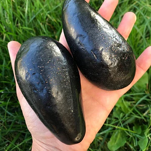 Palta Palto Champion Árbol Frutal Injertado