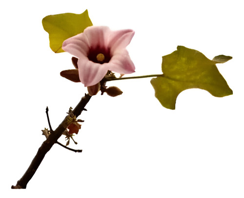 Brachichito Discolor Flor Rosa Árbol Exótico Ornamental 1