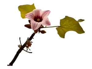 Brachichito Discolor Flor Rosa Árbol Exótico Ornamental