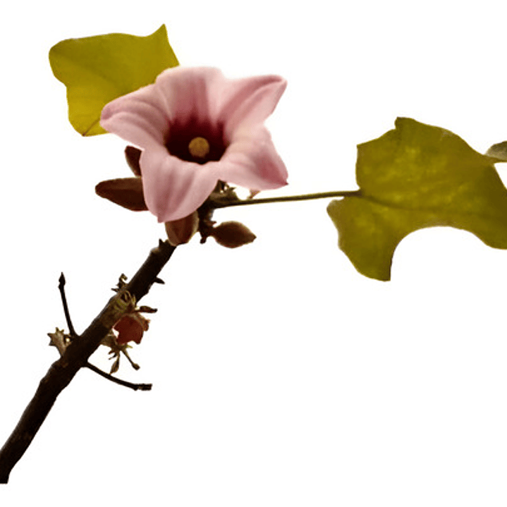 Brachichito Discolor Flor Rosa Árbol Exótico Ornamental 1