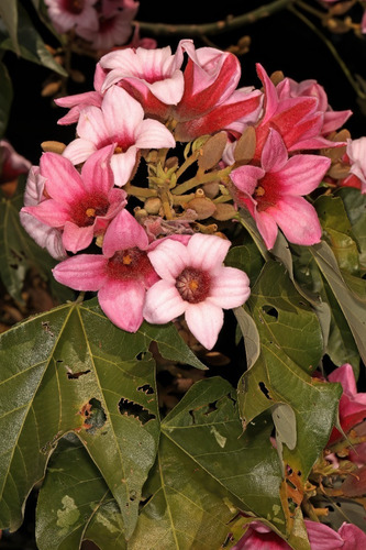 Brachichito Discolor Flor Rosa Árbol Exótico Ornamental 2