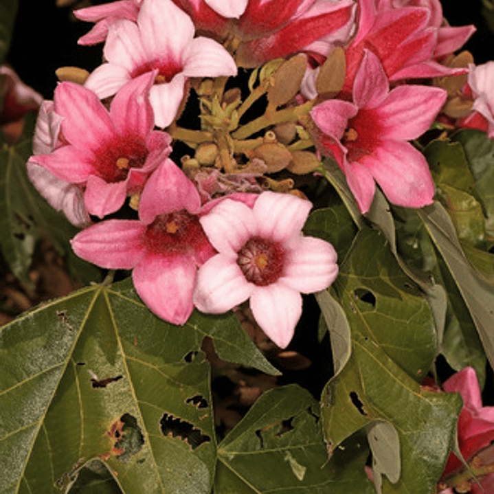 Brachichito Discolor Flor Rosa Árbol Exótico Ornamental 2