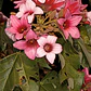 Brachichito Discolor Flor Rosa Árbol Exótico Ornamental - Miniatura 2