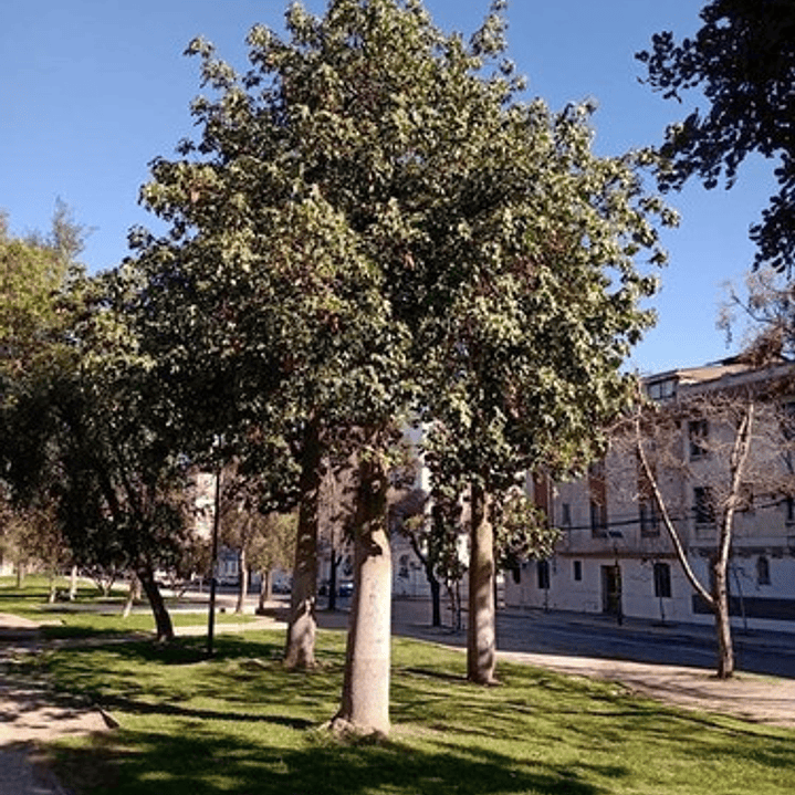 Brachichito Discolor Flor Rosa Árbol Exótico Ornamental 3