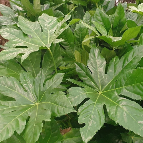 Aralia Japónica M Planta Interior 1