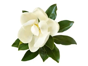Magnolia Grandinflora M Árbol Ornamental