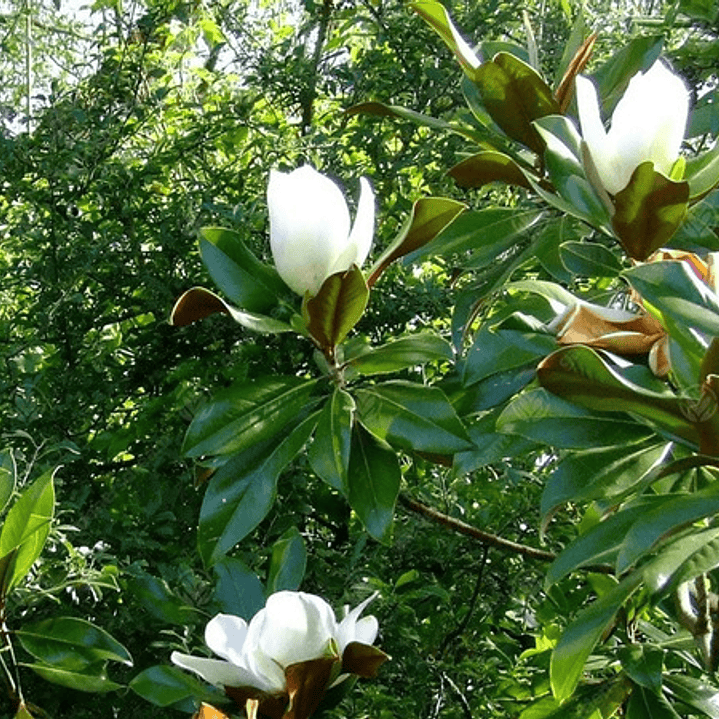 Magnolia Grandinflora M Árbol Ornamental 2