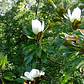 Magnolia Grandinflora M Árbol Ornamental - Miniatura 2