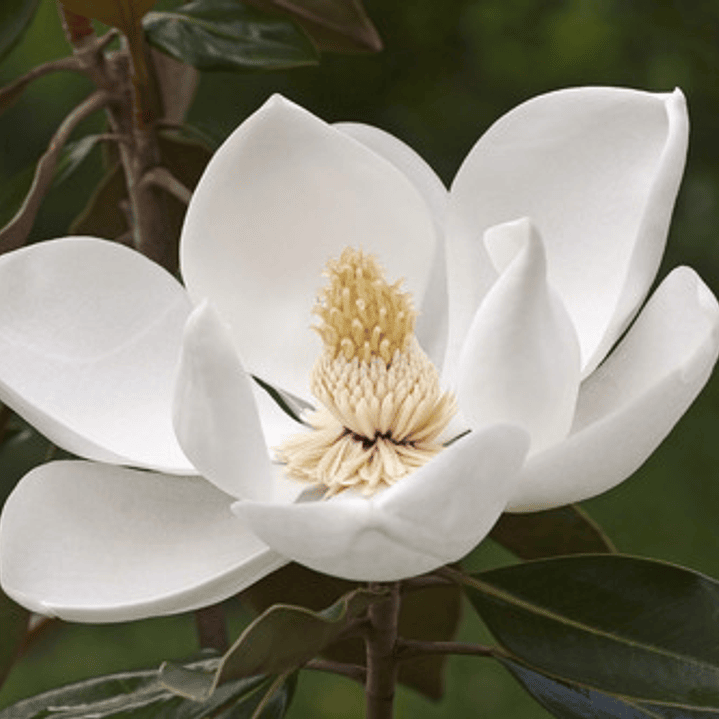 Magnolia Grandinflora M Árbol Ornamental 3