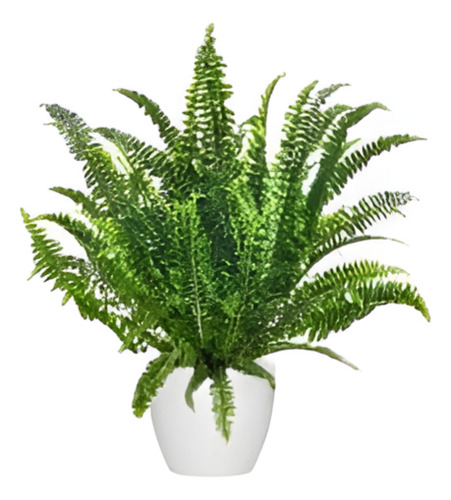 Helecho Espada Nephrolepis M Colgante Planta Interior 1