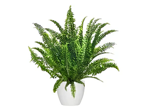 Helecho Espada Nephrolepis M Colgante Planta Interior