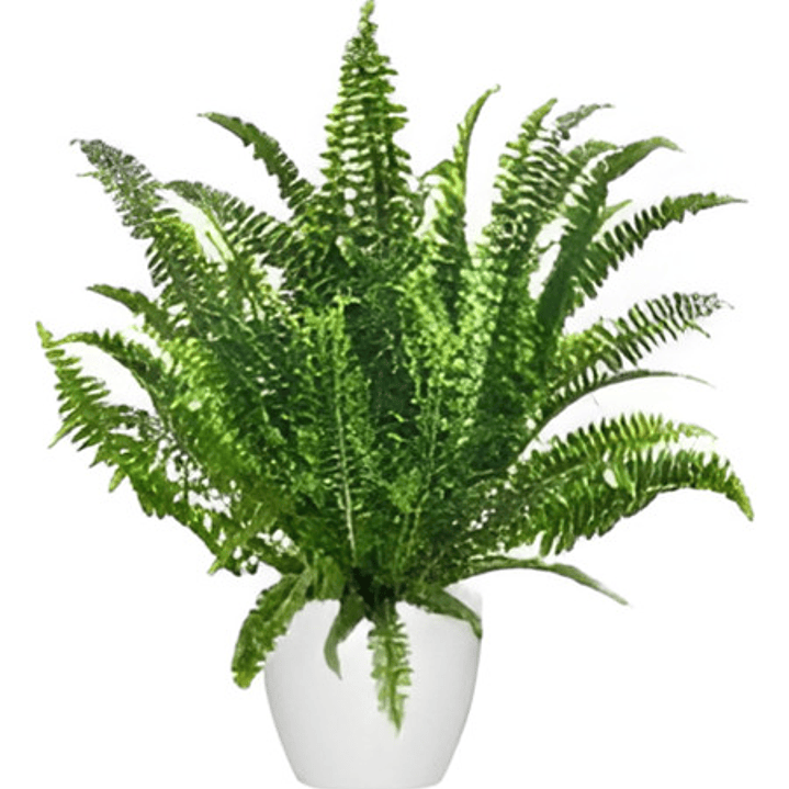 Helecho Espada Nephrolepis M Colgante Planta Interior 1