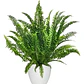 Helecho Espada Nephrolepis M Colgante Planta Interior - Miniatura 1