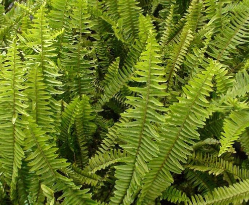 Helecho Espada Nephrolepis M Colgante Planta Interior 2