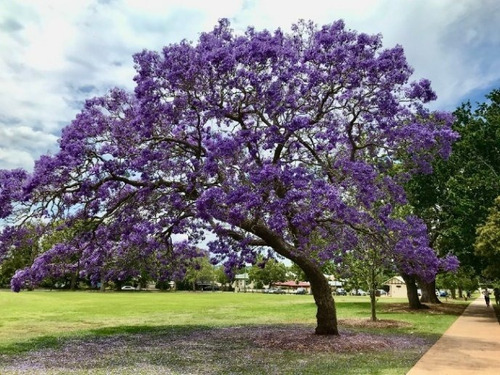 Jacarandá Xl / Árbol De 2,50 Metros / Planta Ornamental 1