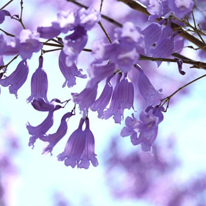 Jacarandá Xl / Árbol De 2,50 Metros / Planta Ornamental 2