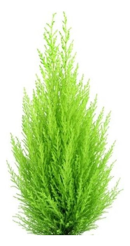 Pack De 10 Ciprés Macrocarpa 1,2 Mt Para Cierre 1