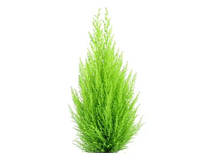 Pack De 10 Ciprés Macrocarpa 1,2 Mt Para Cierre