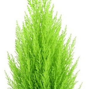 Pack De 10 Ciprés Macrocarpa 1,2 Mt Para Cierre