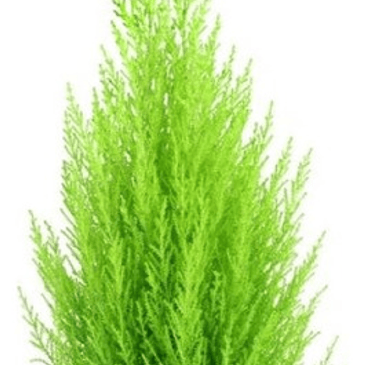 Pack De 10 Ciprés Macrocarpa 1,2 Mt Para Cierre 1