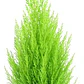 Pack De 10 Ciprés Macrocarpa 1,2 Mt Para Cierre - Miniatura 1