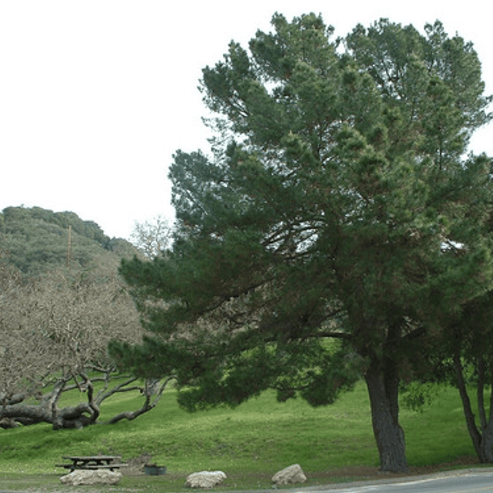 Pack De 10 Ciprés Macrocarpa 1,2 Mt Para Cierre 2