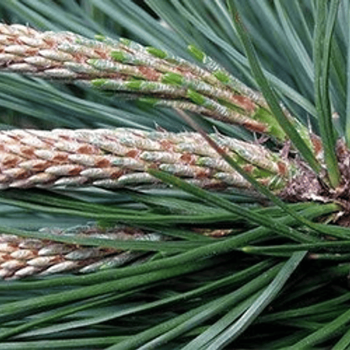 Pack De 10 Ciprés Macrocarpa 1,2 Mt Para Cierre 3