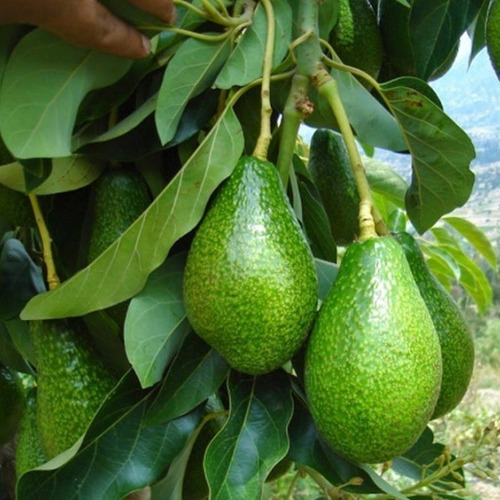 Palta Palto Californiano Árbol Frutal Injertado 5