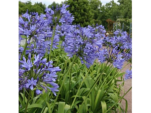 Agapanto Azul Grande Flor Planta Ornamental
