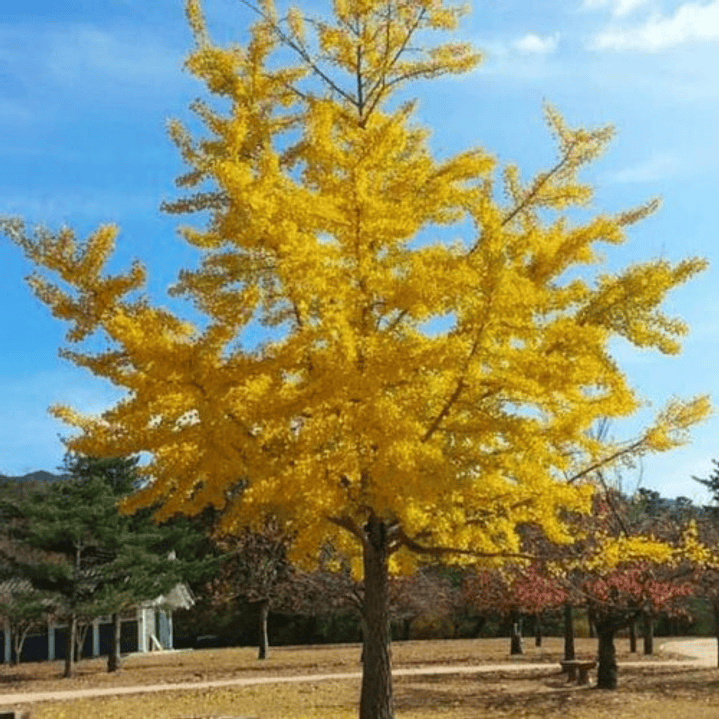Ginko Biloba Grande Xl 2,5 Árbol Ornamental 2
